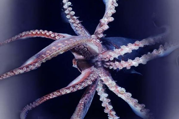Зеркала сайта kraken онион